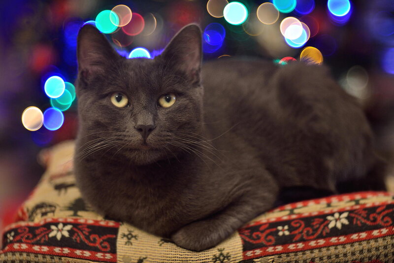 Gray Cat on Cushion — Calm