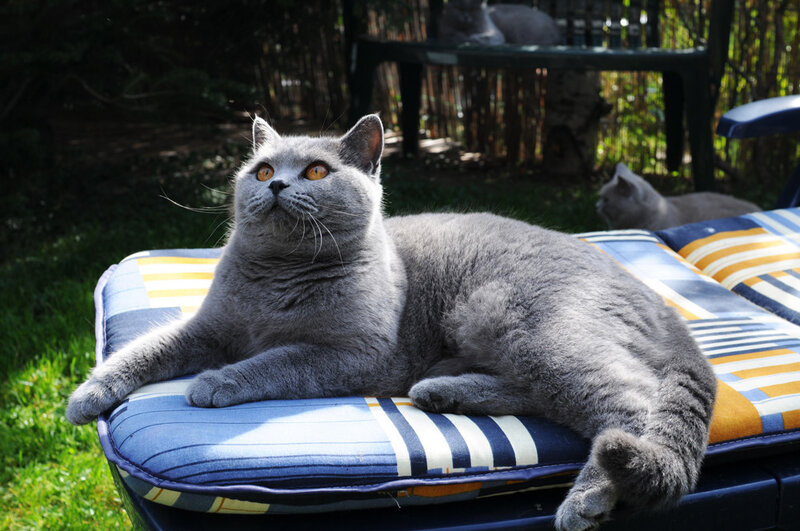 Gray Cat on Cushion