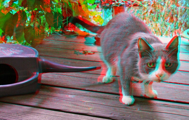 Gray Cat on Deck