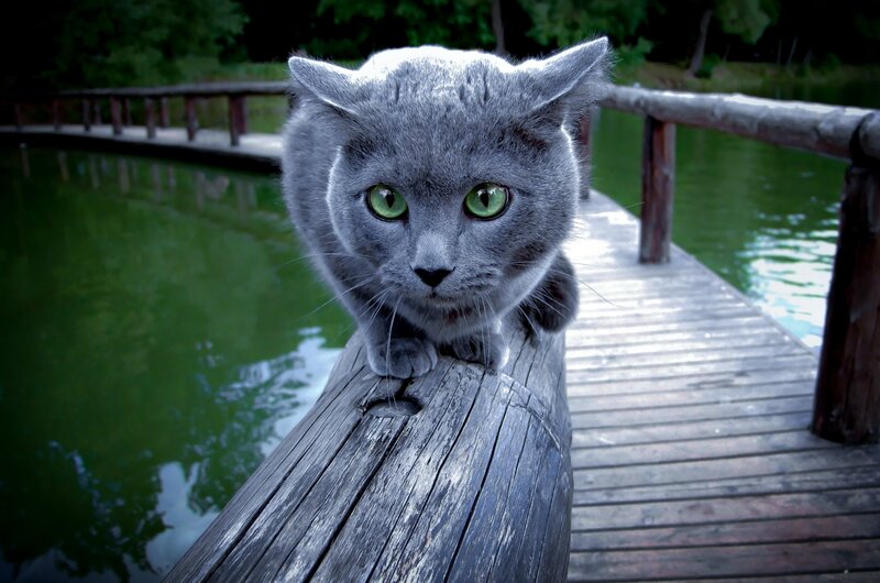 Gray Cat on Dock — Calm