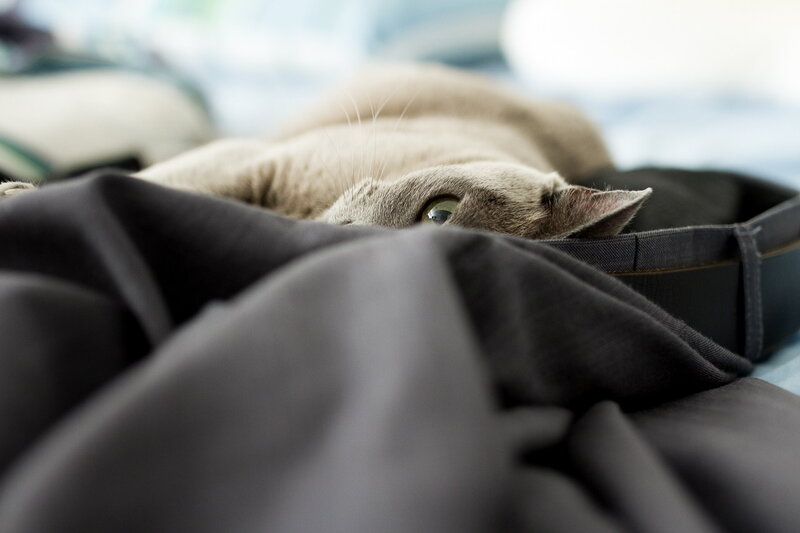 Gray Cat on Fabric — Calm