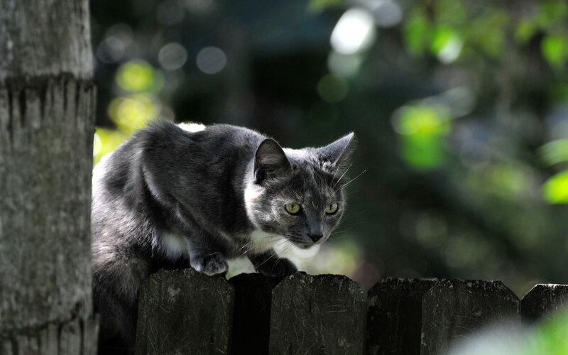 Gray Cat on Fence