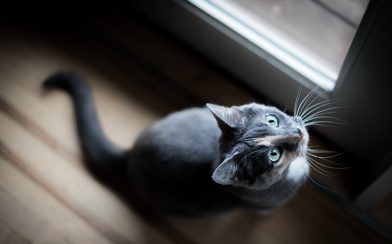Gray Cat on Floor — Calm, Morning