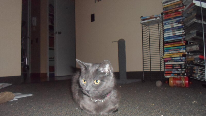 Gray Cat on Floor — Calm, Night