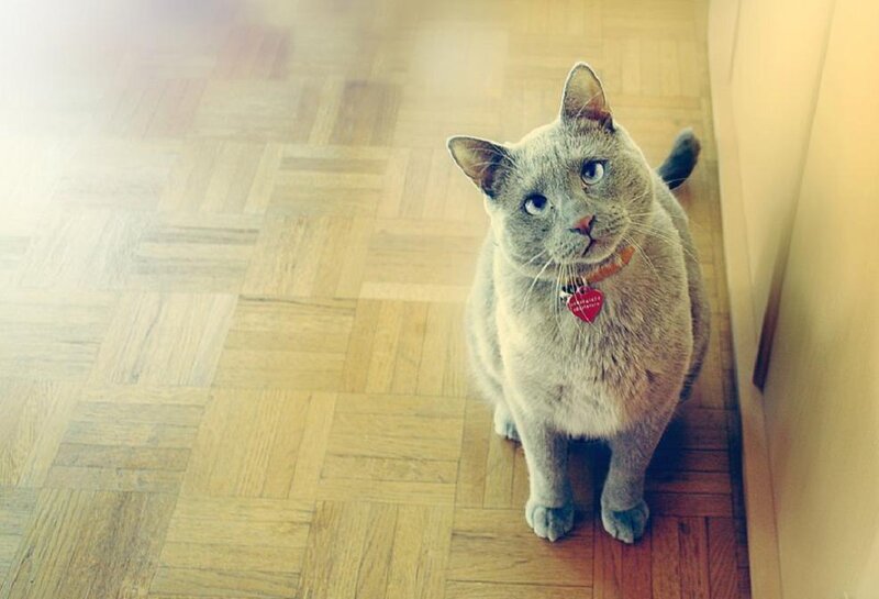 Gray Cat on Floor — Calm