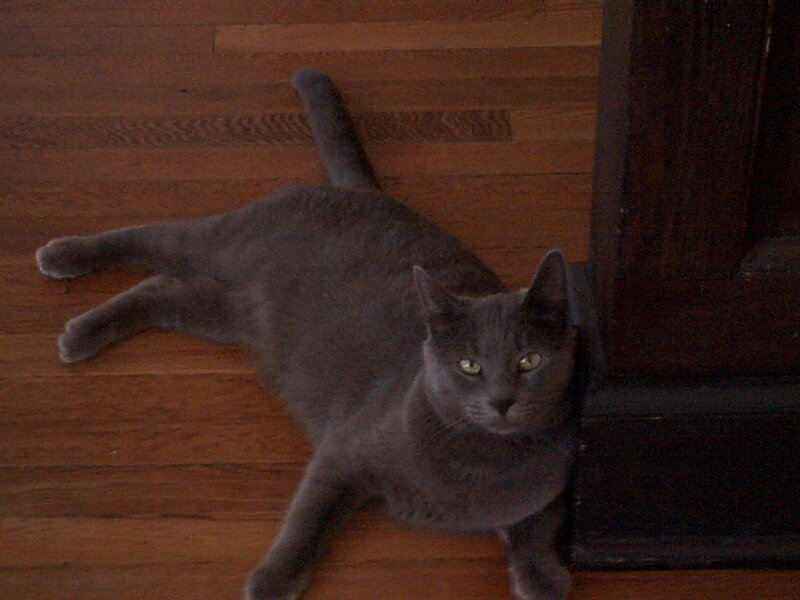 gray cat on floor