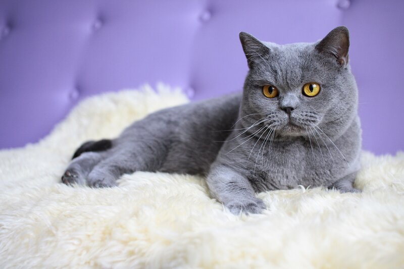 gray cat on fluffy rug