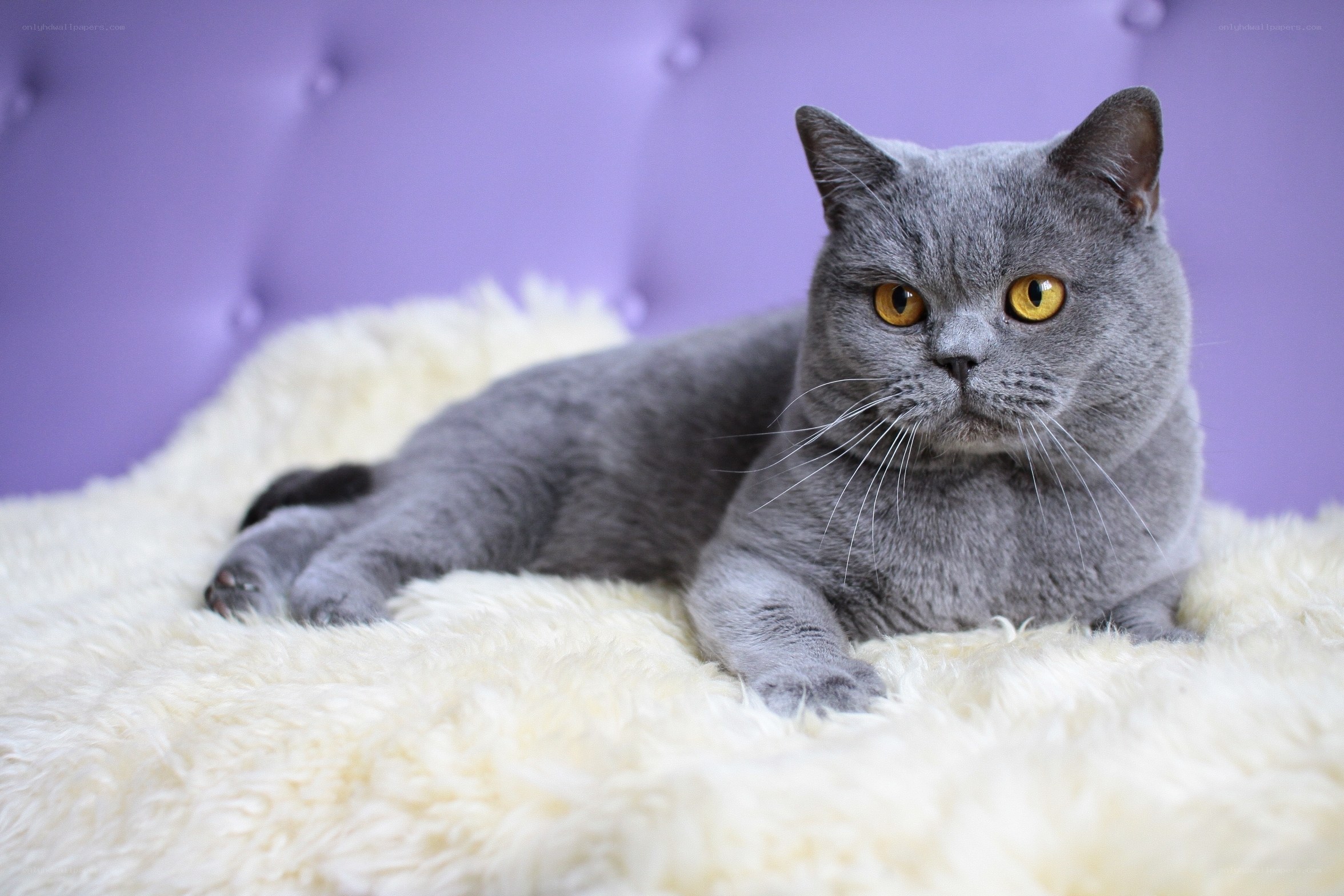 gray cat on fluffy rug