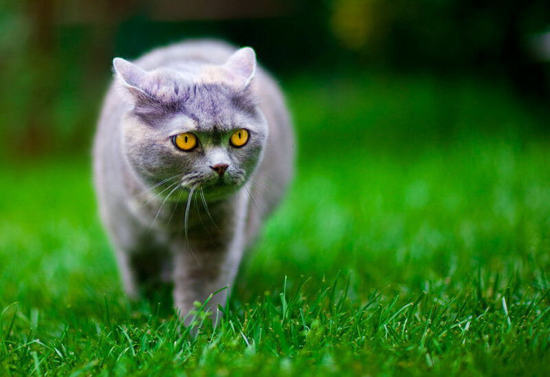 Gray Cat on Grass — Green