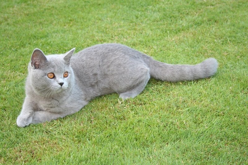 Gray Cat on Grass