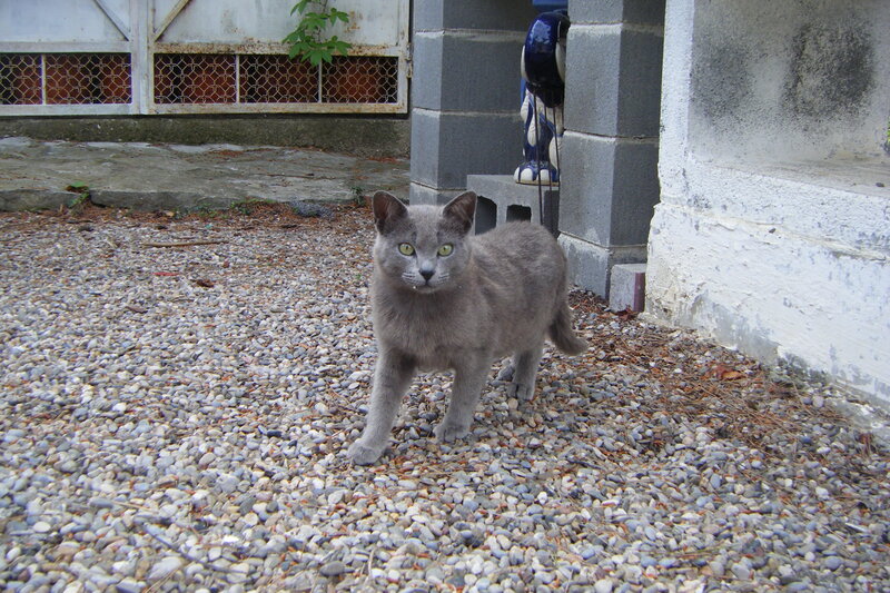 Gray Cat on Gravel — Neutral