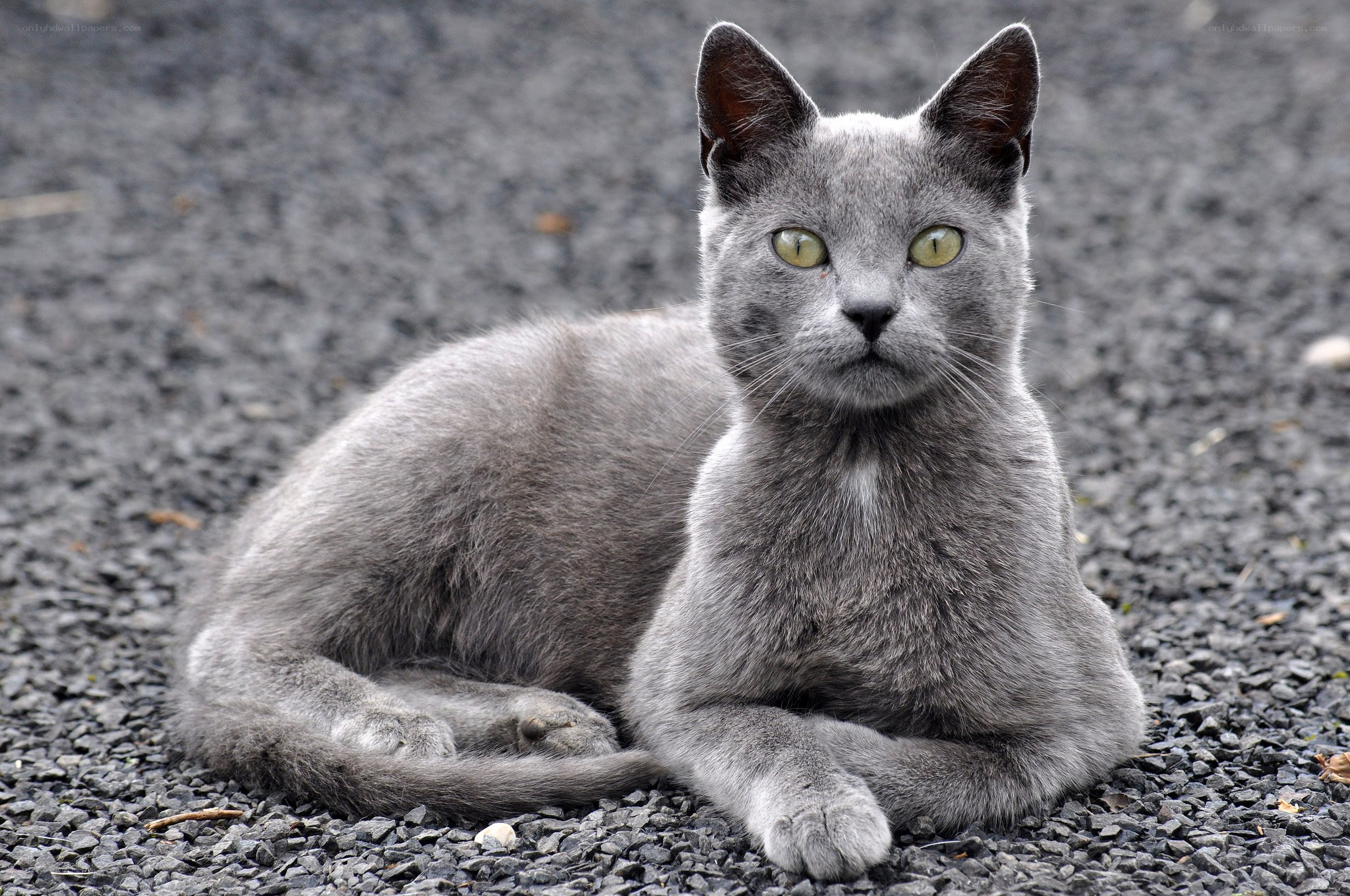 gray cat on gravel