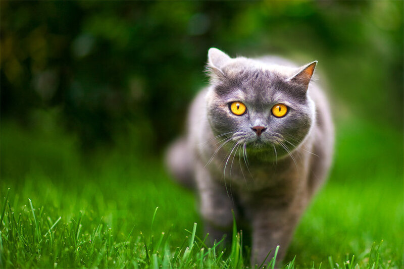 gray cat on green grass