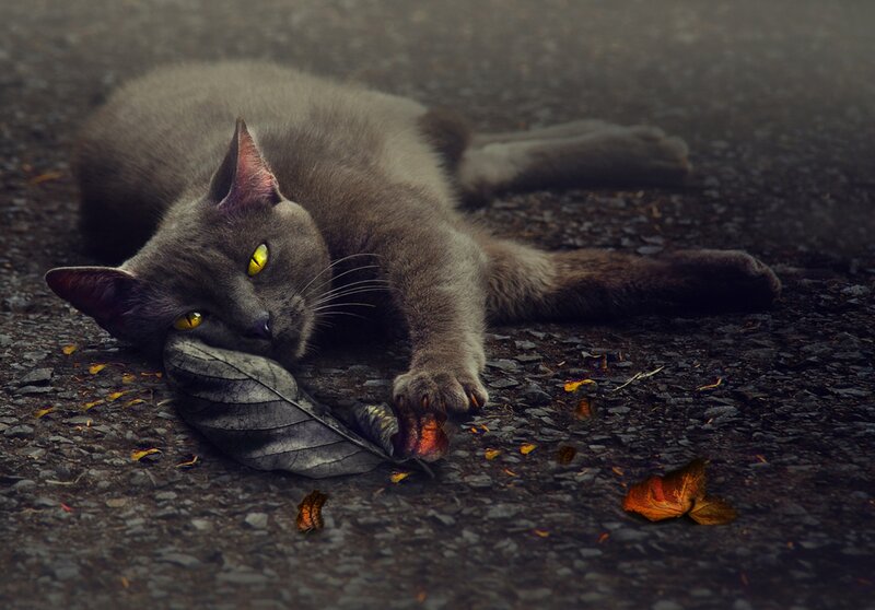 Gray Cat on Ground — Dramatic
