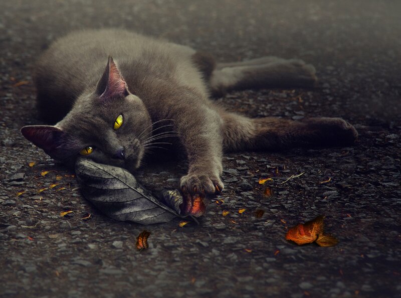 Gray Cat on Ground