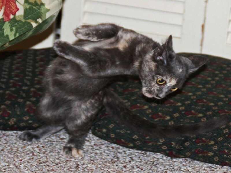 gray cat on its back