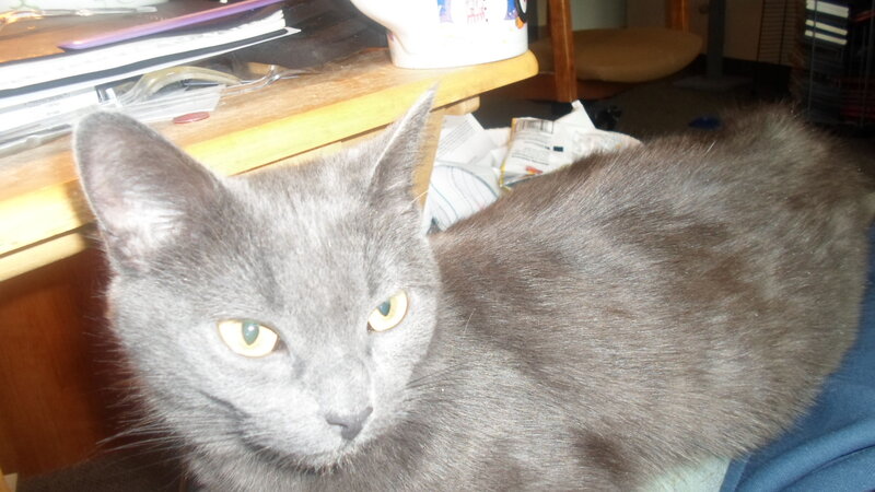 Gray Cat on Lap