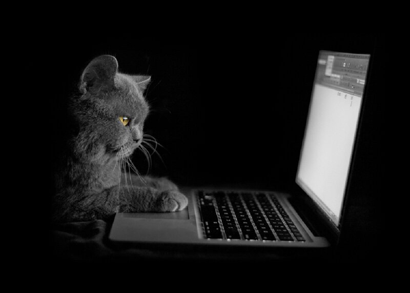 Gray Cat on Laptop — Black