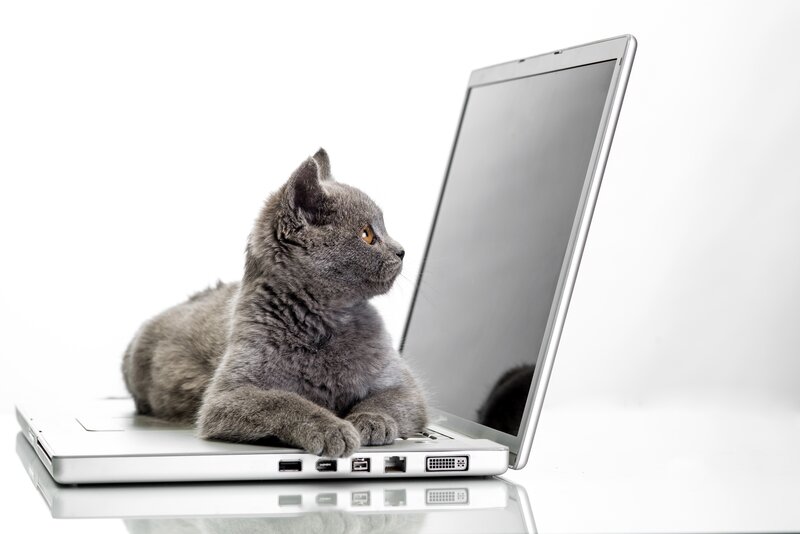 Gray Cat on Laptop — Calm