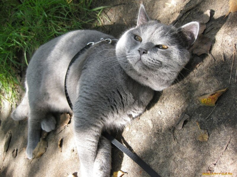 Gray Cat on Leash