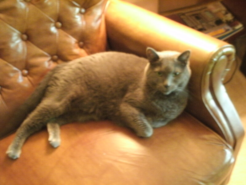 Gray Cat on Leather Chair