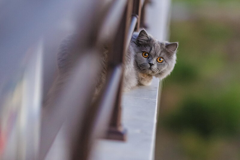Gray Cat on Ledge