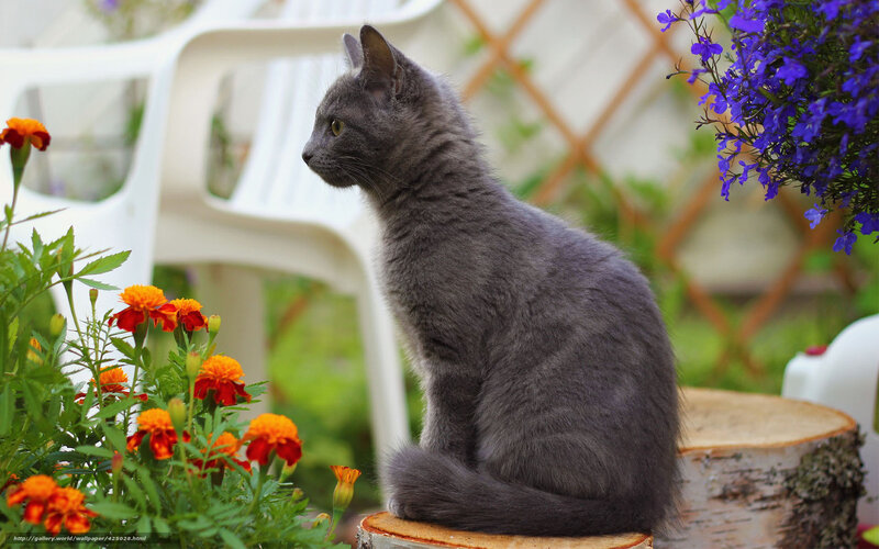 Gray Cat on Log