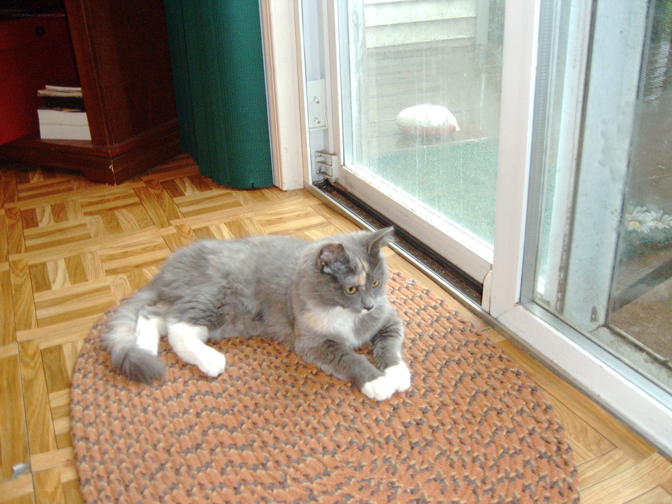 gray cat on mat by door