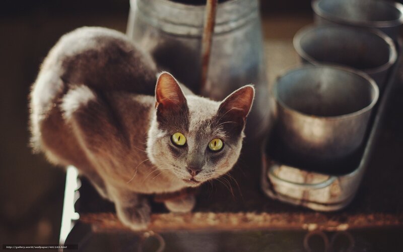 Gray Cat on Metal Surface — Curious