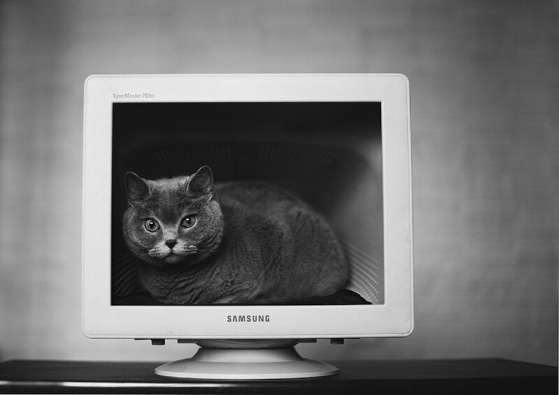 Gray Cat on Monitor