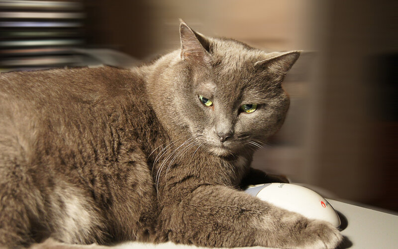 Gray Cat on Mouse