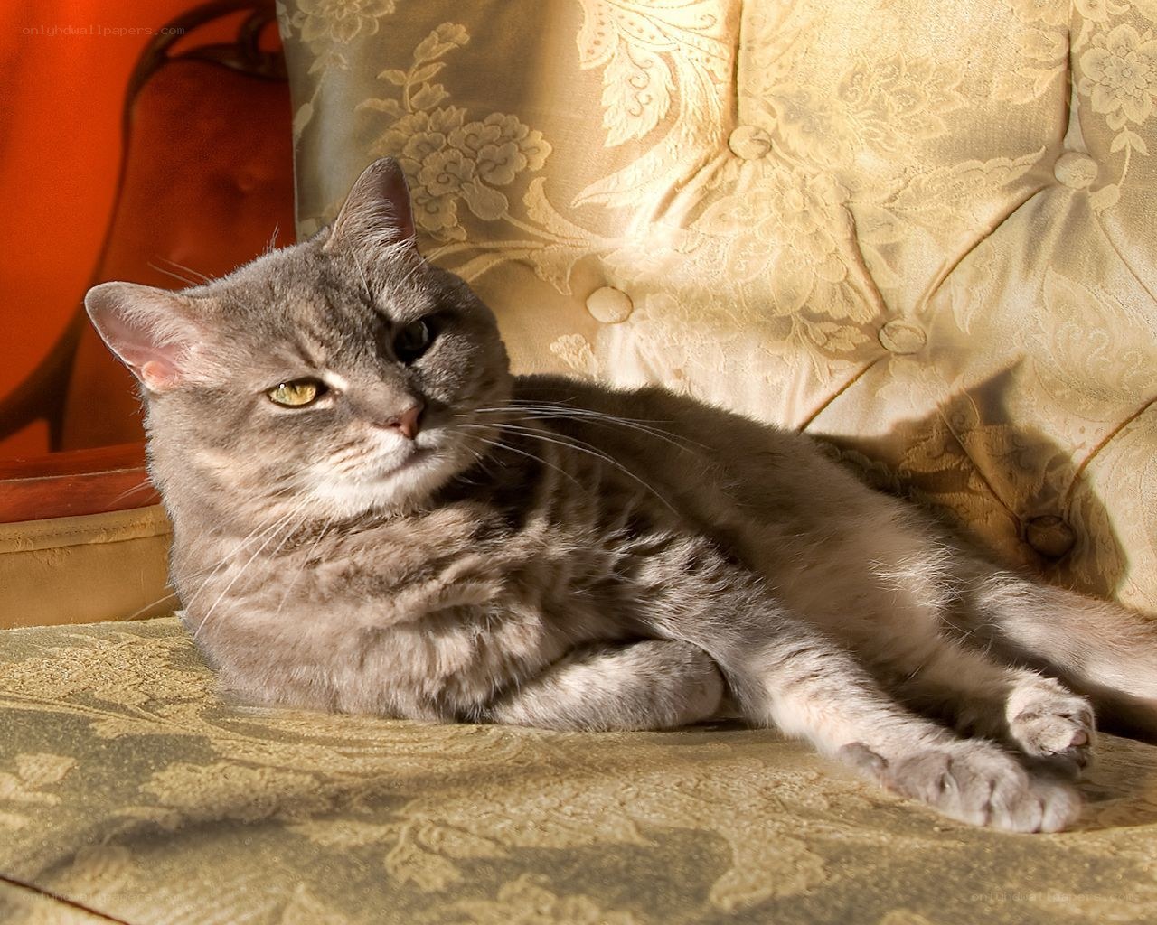 gray cat on ornate chair