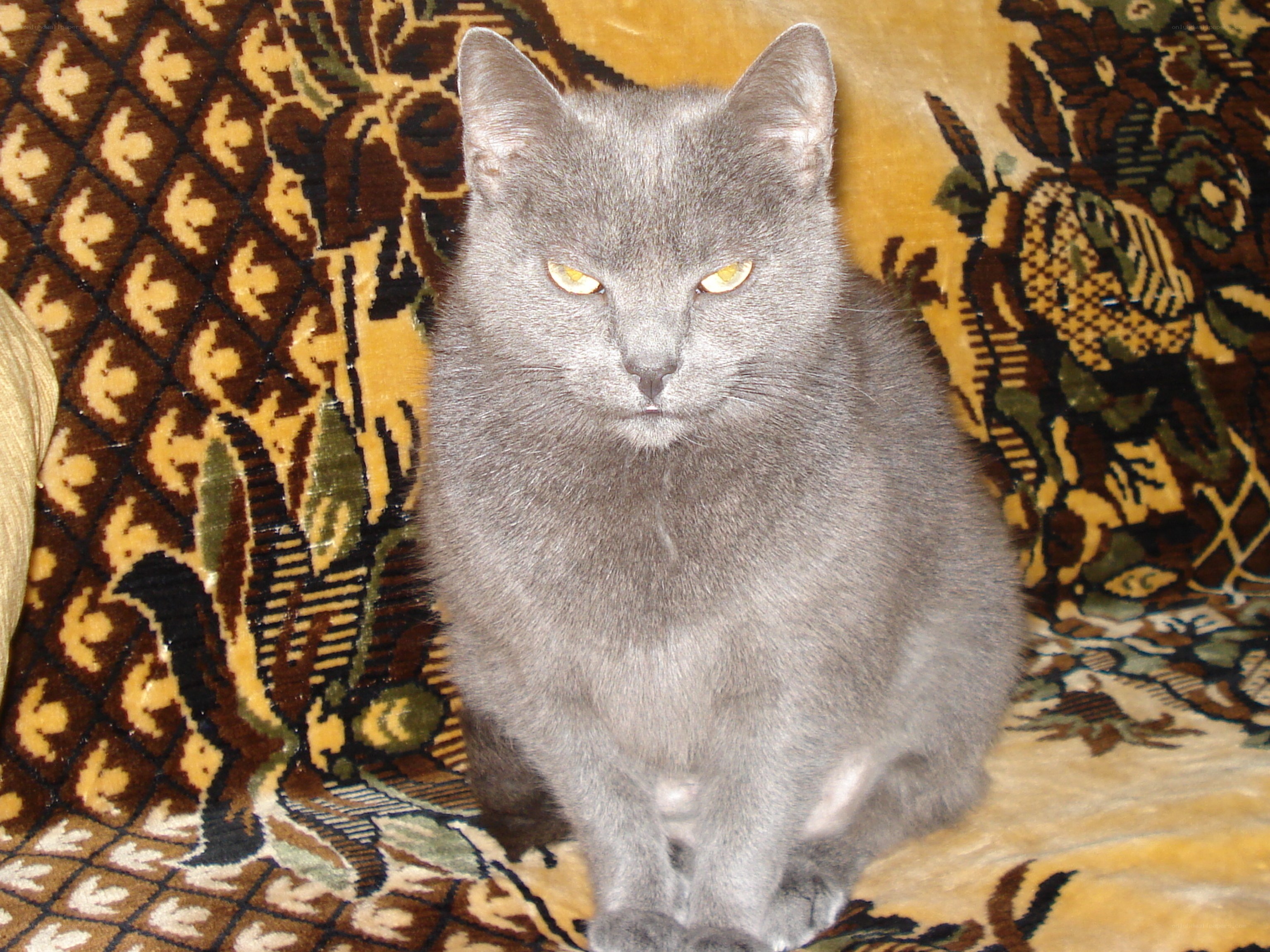 gray cat on patterned blanket