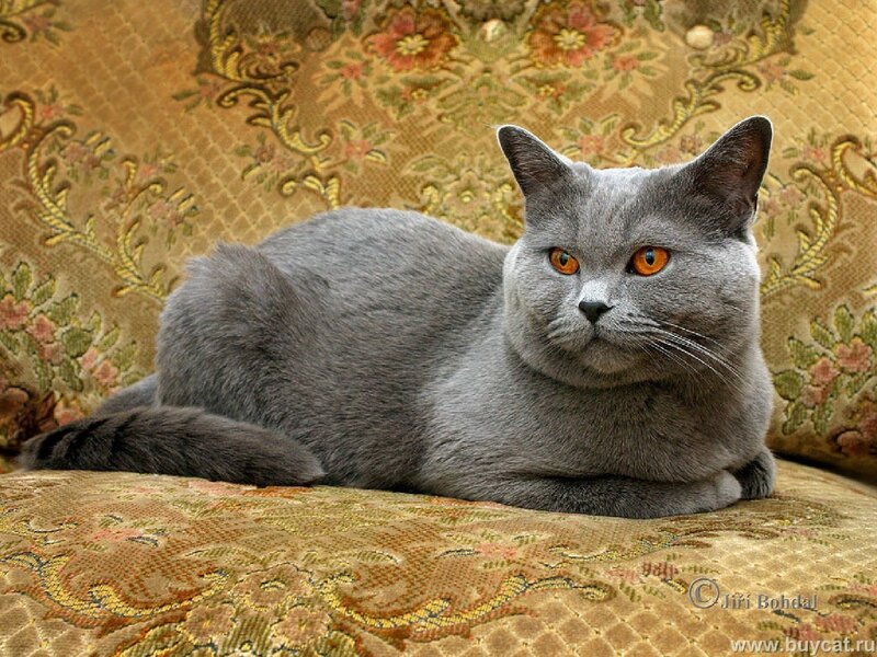 gray cat on patterned couch