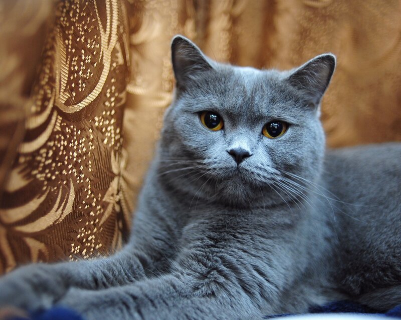 gray cat on patterned fabric