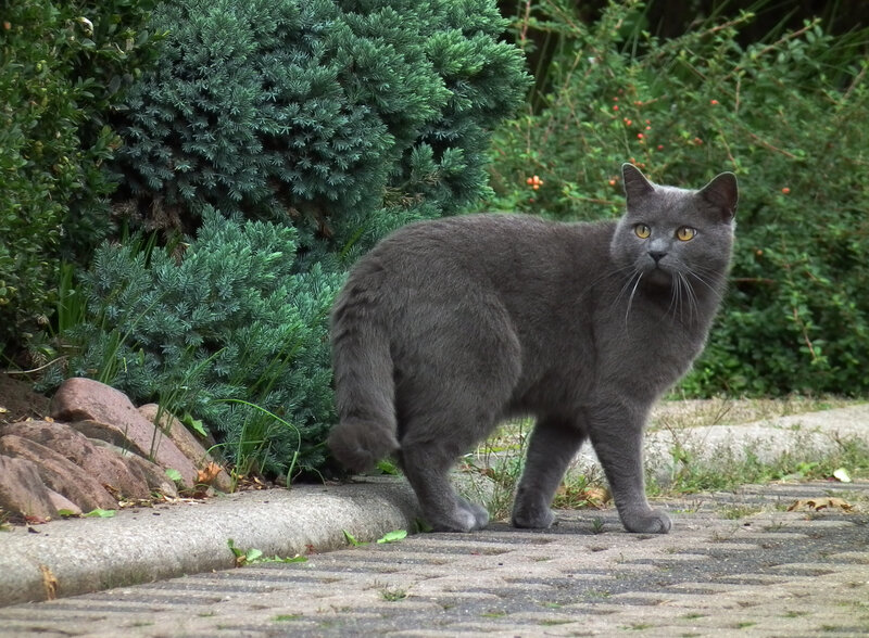 Gray Cat on Pavement — Calm