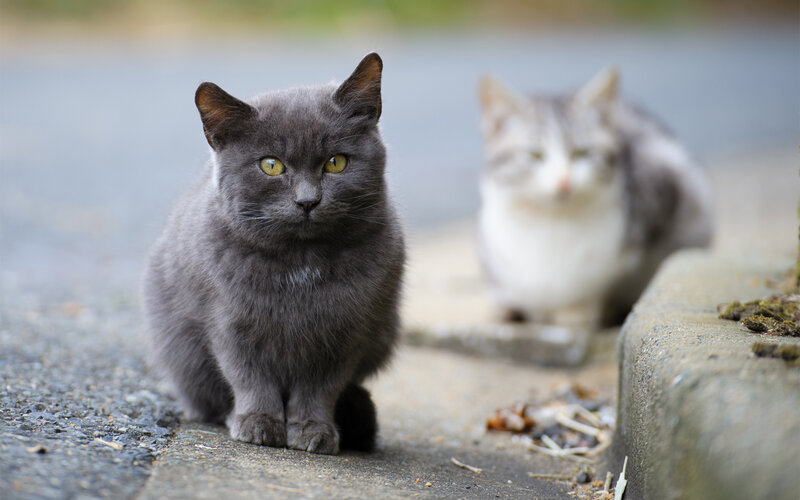 Gray Cat on Pavement