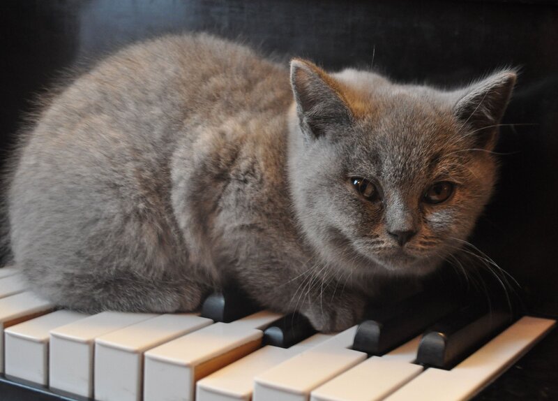 gray cat on piano keys