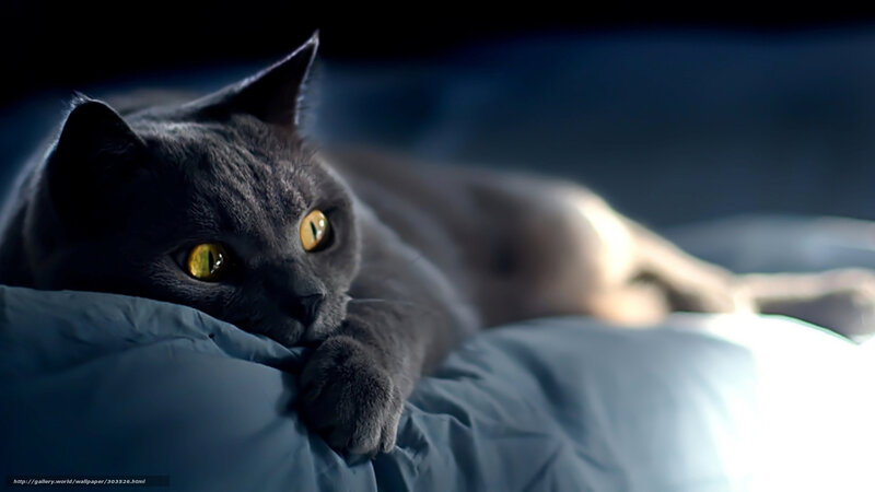 gray cat on pillow