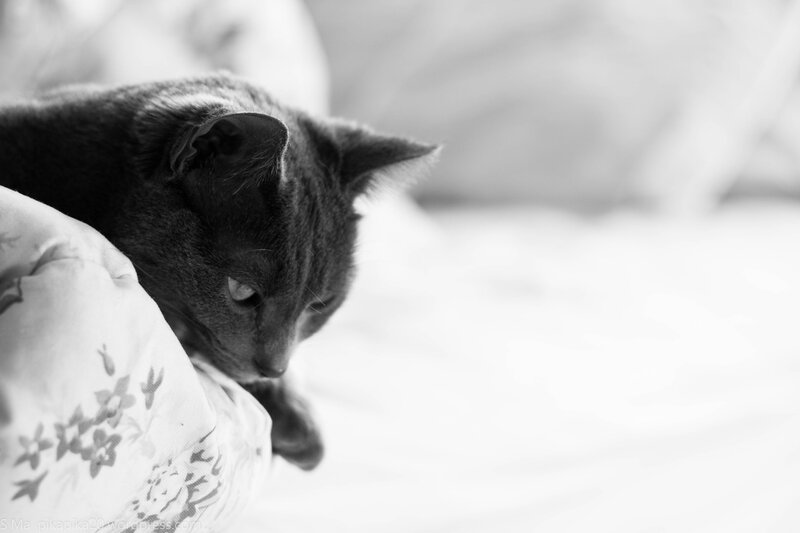 Gray Cat on Pillow — Black