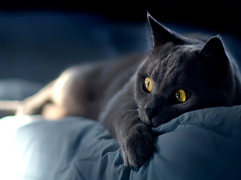 Gray Cat on Pillow — Calm, Night, Photograph, Bed