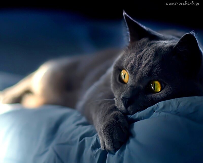 Gray Cat on Pillow — Calm, Night, Photograph, Eyes