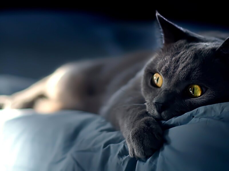 Gray Cat on Pillow — Calm, Night