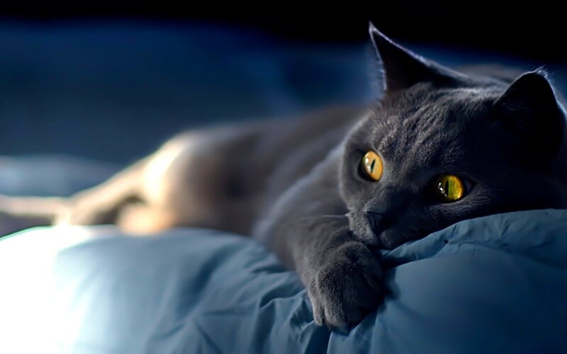 Gray Cat on Pillow — Calm