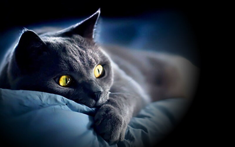 Gray Cat on Pillow — Dramatic, Night