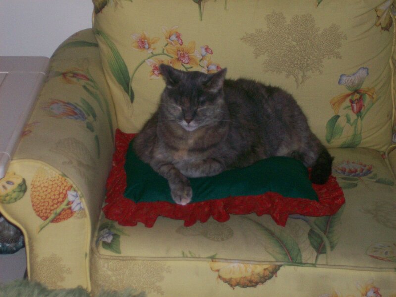 Gray Cat on Pillow — Yellow