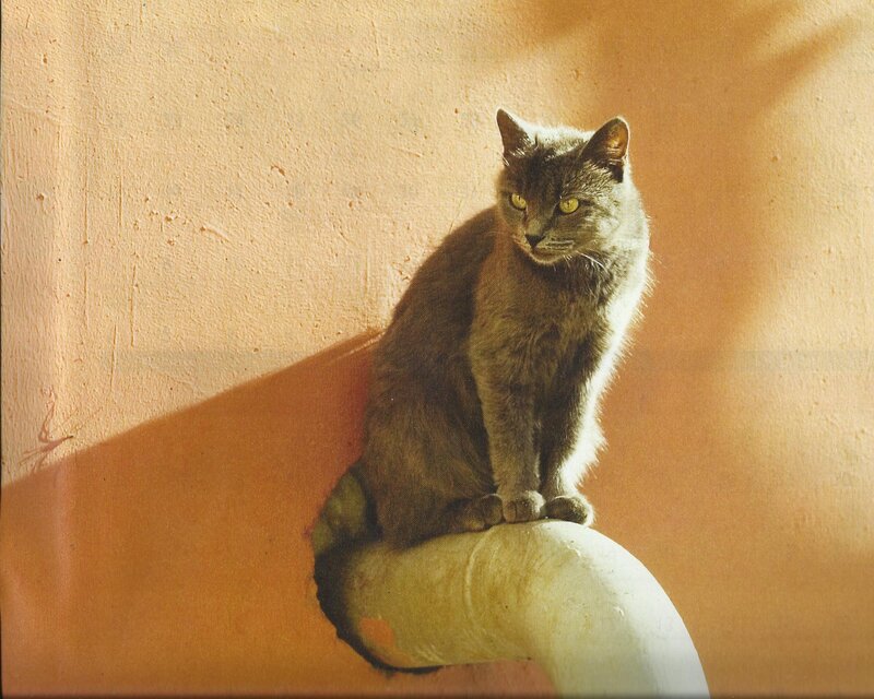 Gray Cat on Pipe