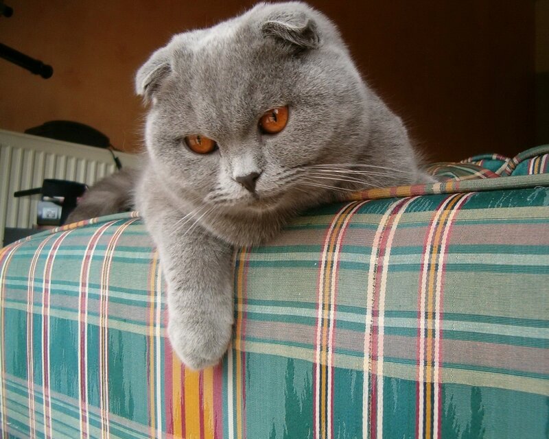 gray cat on plaid couch