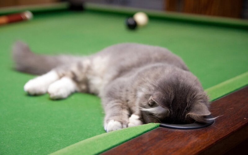 Gray Cat on Pool Table