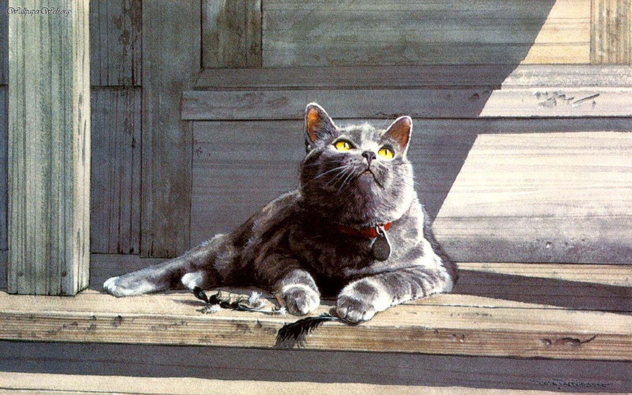gray cat on porch steps